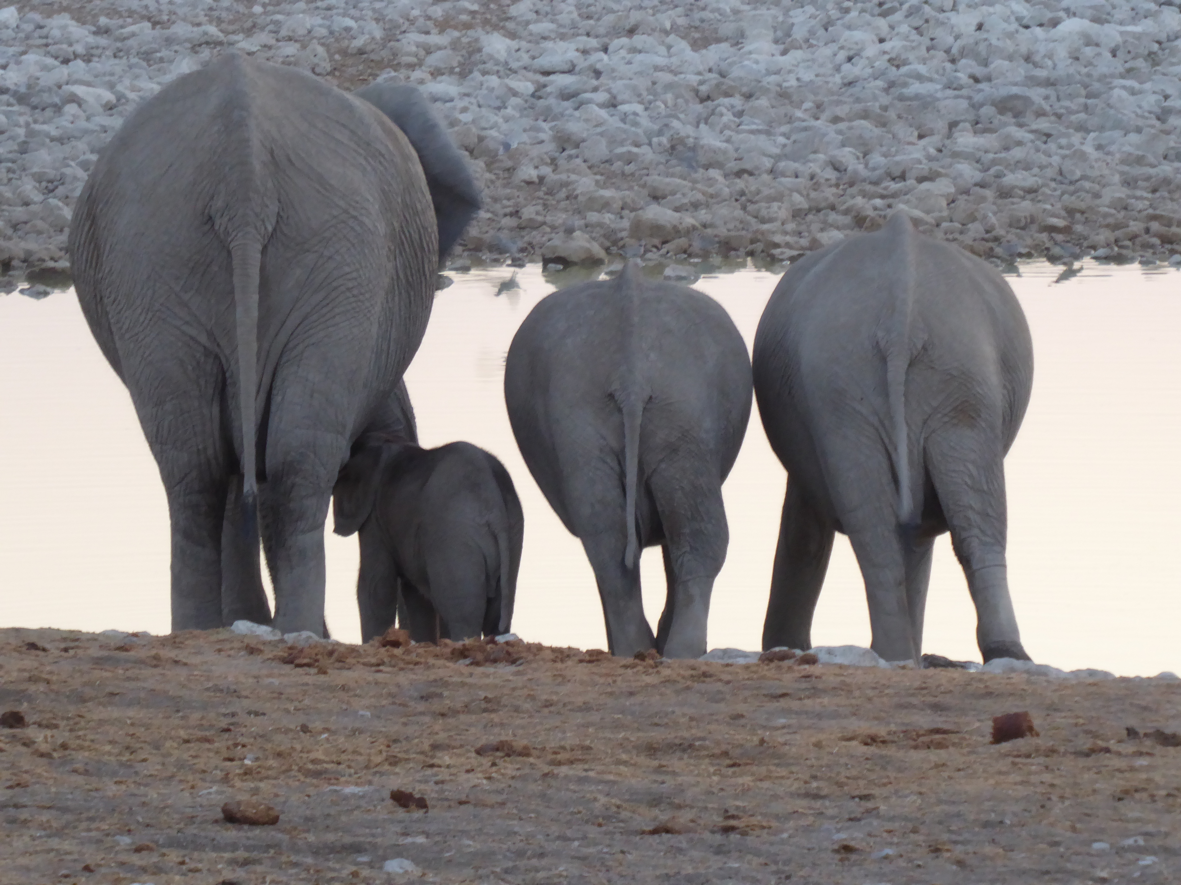 Elephant family in Etosha National Park – but the waterhole is man-made.