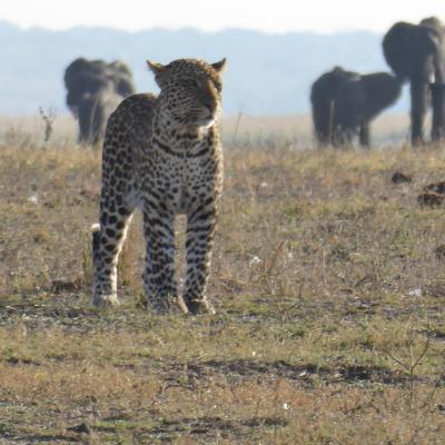 Cheetah and Elephants, Botswana